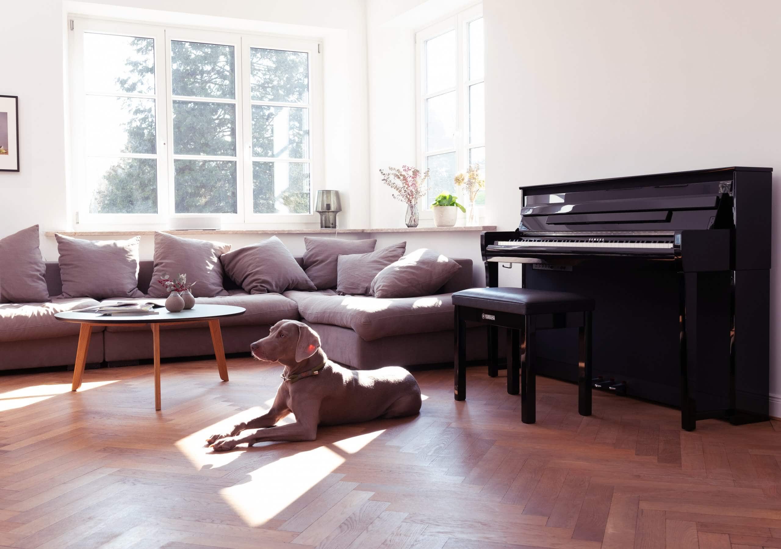 Yamaha CLP785 in the home with a nice doggo